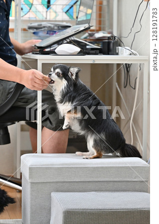 PC作業をしながら愛犬と触れ合う飼い主の男性　チワワ　 128191783