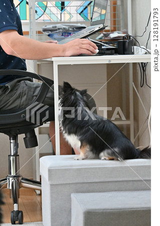 PC作業をしながら愛犬と触れ合う飼い主の男性 チワワ PC作業をしながら愛犬と触れ合う飼い主の男性 チワワ 128191793