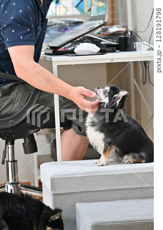 PC作業をしながら愛犬と触れ合う飼い主の男性　チワワ　 128191798