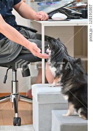 PC作業をしながら愛犬と触れ合う飼い主の男性 チワワ PC作業をしながら愛犬と触れ合う飼い主の男性 チワワ 128191807