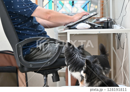 PC作業をしながら愛犬と触れ合う飼い主の男性 チワワ PC作業をしながら愛犬と触れ合う飼い主の男性 チワワ 128191811