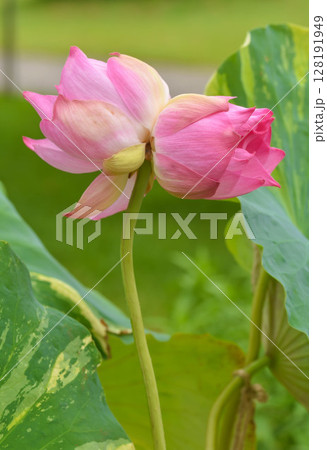 幸せの双頭連 128191949