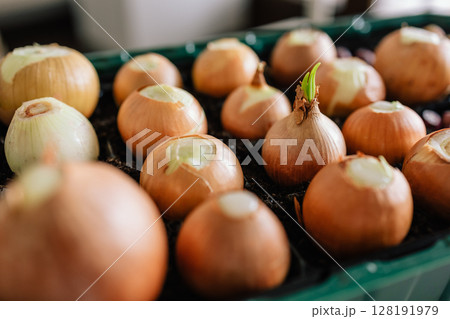 Close up of onion bulbs beginning to sprout in seed tray, showing farmer's careful cultivation and sustainable agriculture practices in greenhouse environment. Sprouting onion seedlings in dark soil Close up of onion bulbs beginning to sprout in seed tray, showing farmer's careful cultivation and sustainable agriculture practices in greenhouse environment. Sprouting onion seedlings in dark soil 128191979