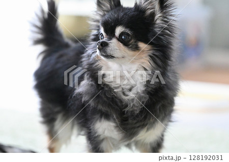 リビングで過ごす老犬 シニア犬 ロングコートチワワ リビングで過ごす老犬 シニア犬 ロングコートチワワ 128192031