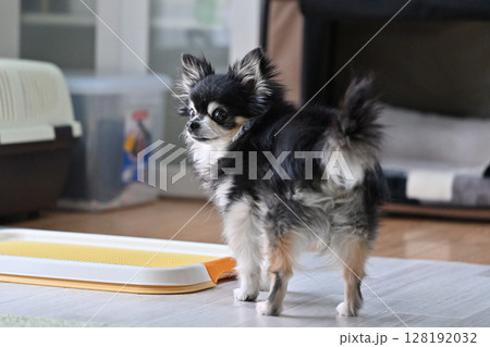 リビングで過ごす老犬 シニア犬 ロングコートチワワ リビングで過ごす老犬 シニア犬 ロングコートチワワ 128192032