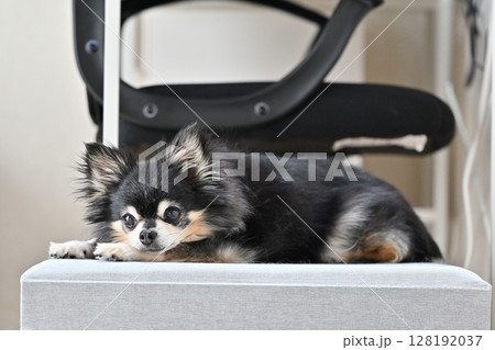 リビングで過ごす老犬　シニア犬　ロングコートチワワ 128192037