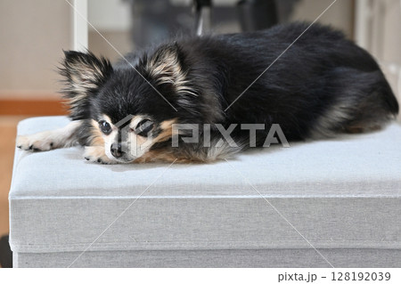 リビングで過ごす老犬　シニア犬　ロングコートチワワ 128192039