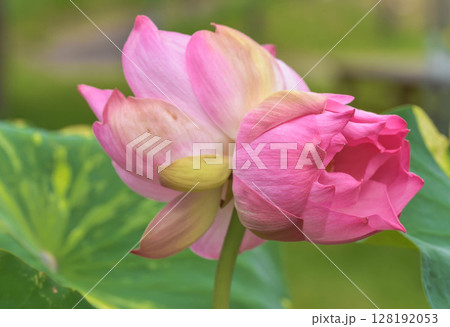 幸せの双頭連 128192053