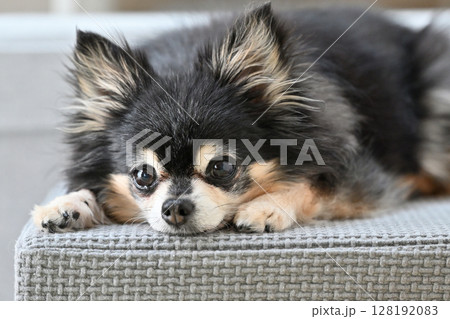 リビングでのんびり過ごす老犬 シニア犬 ロングコートチワワ リビングでのんびり過ごす老犬 シニア犬 ロングコートチワワ 128192083