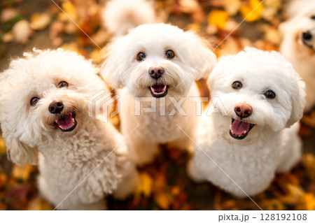 秋の落ち葉の中で見上げる犬たち・ビションフリーゼと仲間たち（AI生成画像） 128192108