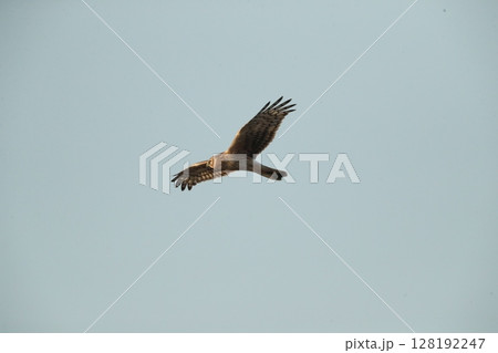 ハイイロチュウヒのメス ハイイロチュウヒのメス 128192247