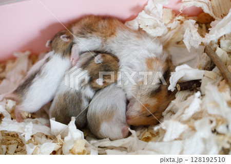 Adorable white, red and brown syrian hamster mother with her baby hamster 10 days old Adorable white, red and brown syrian hamster mother with her baby hamster 10 days old 128192510