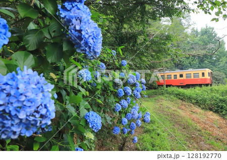 小湊鐵道「青色の紫陽花と昔懐かしい気動車」 128192770