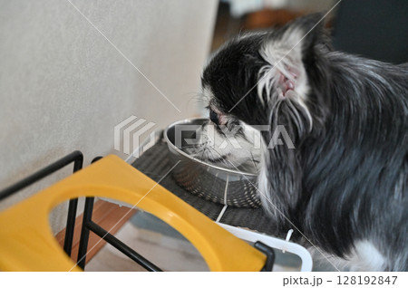 水を飲む愛犬　チワワ 128192847