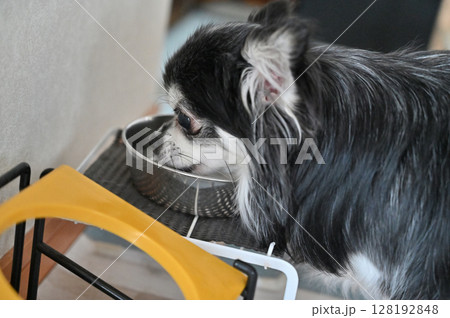 水を飲む愛犬 チワワ 水を飲む愛犬 チワワ 128192848
