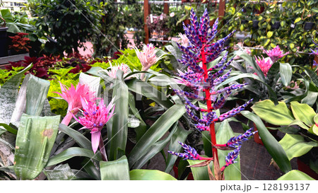 Various exotic plants at the flower market Various exotic plants at the flower market 128193137