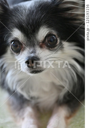 愛犬との生活 チワワ 愛犬との生活 チワワ 128193156