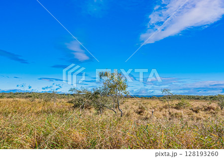 北海道　釧路湿原の秋 128193260