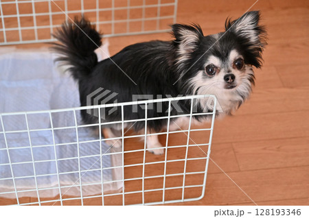 犬とトイレ チワワ 犬用トイレシーツ 犬とトイレ チワワ 犬用トイレシーツ 128193346