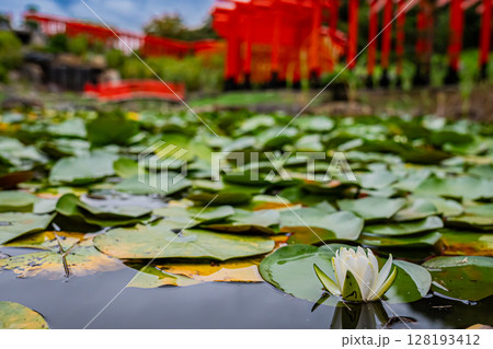 青森県　髙山稲荷神社の風景 128193412