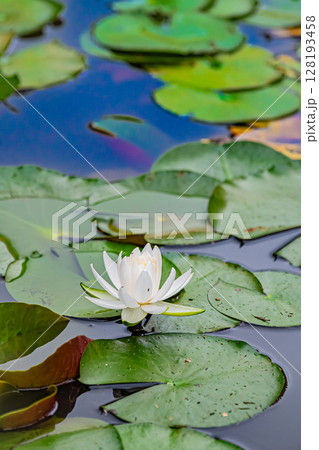 青森県　髙山稲荷神社の風景 128193458