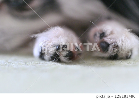 犬の前足 手 肉球 犬の前足 手 肉球 128193490