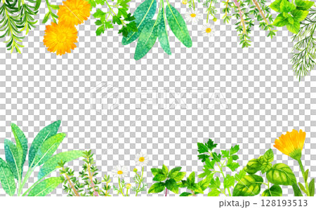 各種草藥的框架（手繪水彩插圖背景素材） 128193513