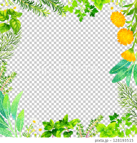 各種草藥的框架（手繪水彩插圖背景素材） 128193515