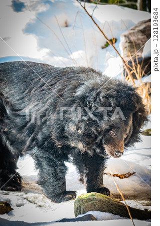 札幌円山動物園 ヒマラヤグマ 札幌円山動物園 ヒマラヤグマ 128193684