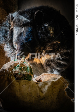 札幌円山動物園　ヒマラヤグマ 128193690