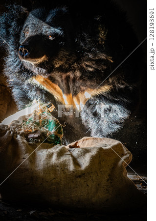 札幌円山動物園　ヒマラヤグマ 128193691