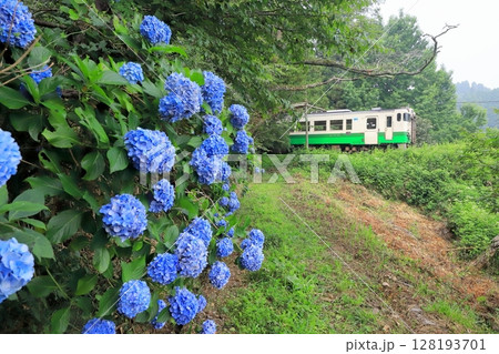 小湊鐵道「青色の紫陽花と元国鉄車両キハ40」 128193701