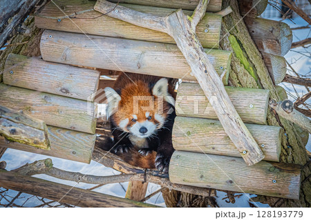 札幌円山動物園 レッサーパンダ 札幌円山動物園 レッサーパンダ 128193779