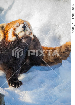 札幌円山動物園　レッサーパンダ 128193802