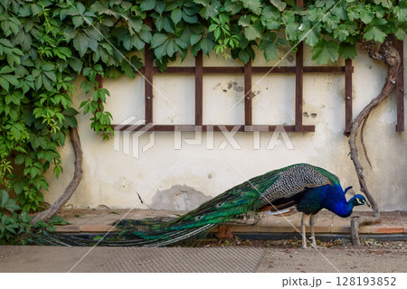 Peacock at Waldstein Garden and baroque Wallenstein Palace in Mala Strana district in Prague, Czechia Peacock at Waldstein Garden and baroque Wallenstein Palace in Mala Strana district in Prague, Czechia 128193852