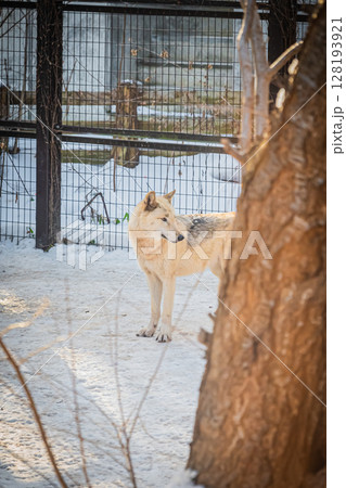 札幌円山動物園　シンリンオオカミ 128193921