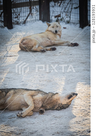 札幌円山動物園　シンリンオオカミ 128193931