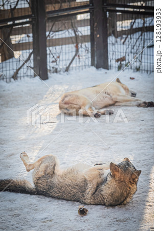 札幌円山動物園 シンリンオオカミ 札幌円山動物園 シンリンオオカミ 128193933