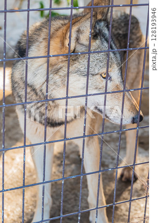 札幌円山動物園 シンリンオオカミ 札幌円山動物園 シンリンオオカミ 128193946