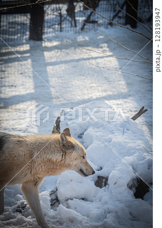 札幌円山動物園　シンリンオオカミ 128193947