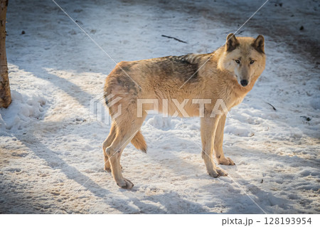 札幌円山動物園　シンリンオオカミ 128193954