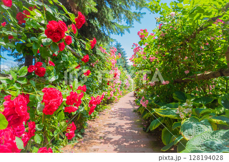 北海道　札幌市　バラ園 128194028