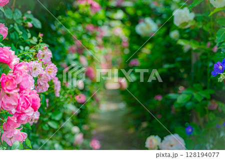 北海道　札幌市　バラ園 128194077