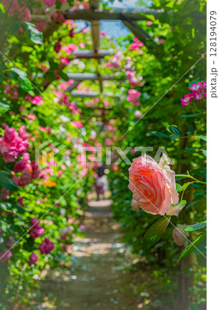 北海道　札幌市　バラ園 128194079