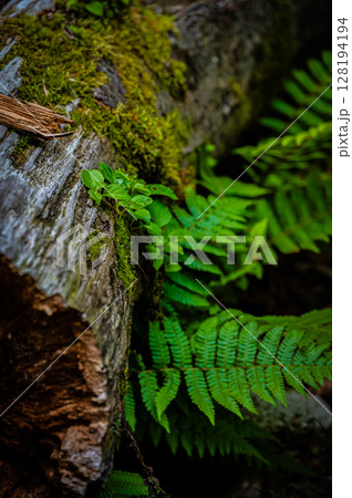 北海道　支笏湖　苔の回廊 128194194