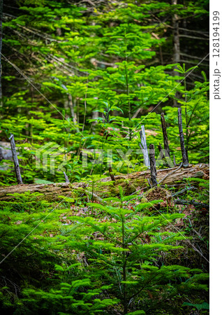 北海道　支笏湖　苔の回廊 128194199