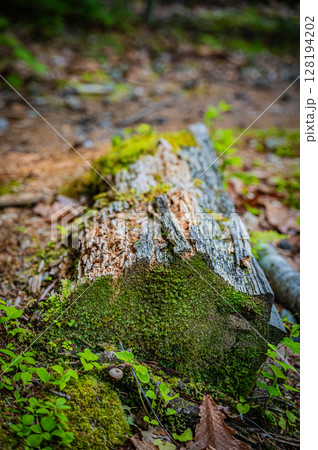 北海道　支笏湖　苔の回廊 128194202