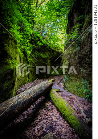 北海道　支笏湖　苔の回廊 128194231