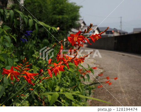 オレンジ色のヒメヒオウギスイセン（道端の姫檜扇水仙の花と莟） 128194474