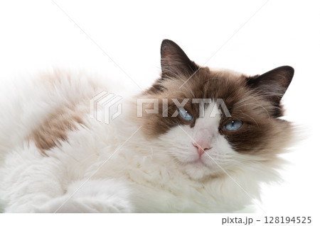 Domestic ragdoll cat full face on a white background of a studio shoot Domestic ragdoll cat full face on a white background of a studio shoot 128194525